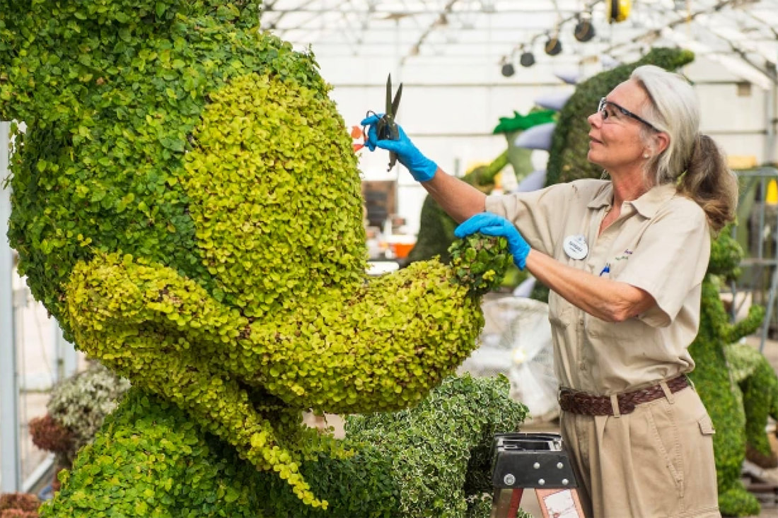 Disney horticulture with topiary of Mickey Mouse
